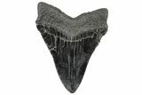 Serrated, Fossil Megalodon Tooth - South Carolina #306266-1